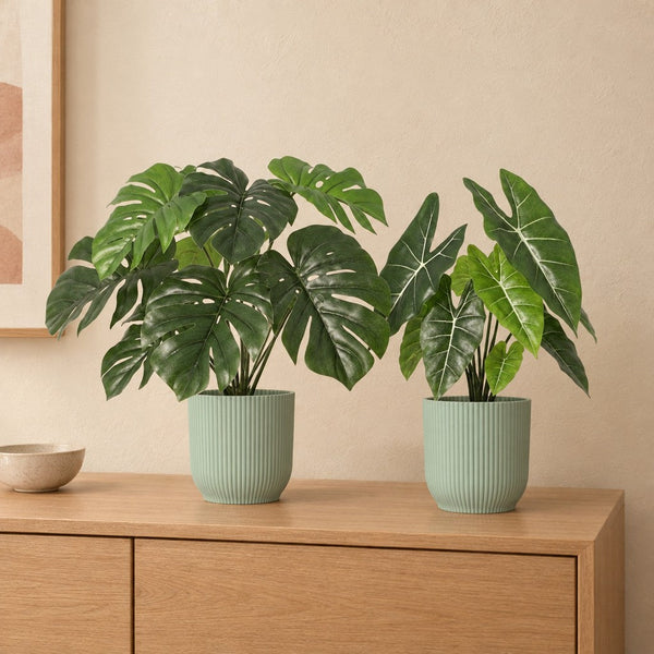 Dschungel-Duo: Monstera (Monstera deliciosa) und Alocasia Polly mit Übertöpfen Vibes Fold Grün – Raumbild