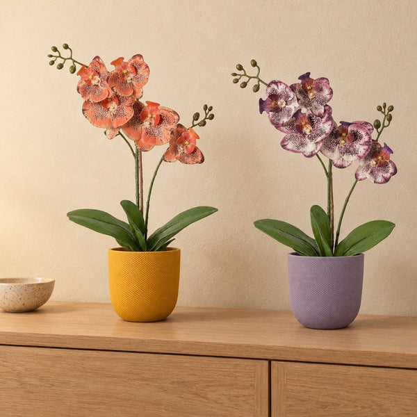 Fensterbank-Duo Orchideen Orange und Lila (Phalaenopsis) mit Übertöpfen in Gelb und Lila – Raumbild