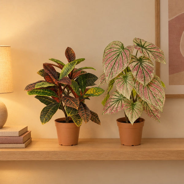 Farbenfrohes Blatt-Duo: Kroton (Codiaeum variegatum) und Caladium – Raumbild, alle Teile zusammen