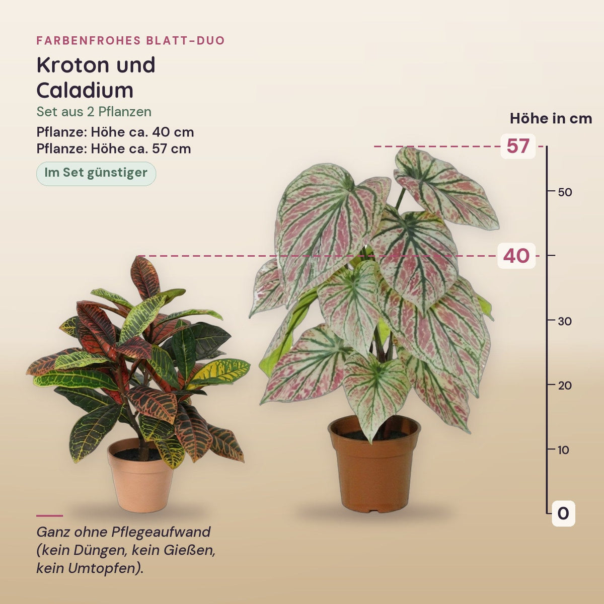 Farbenfrohes Blatt-Duo: Kroton (Codiaeum variegatum) und Caladium – Maße aller Teile