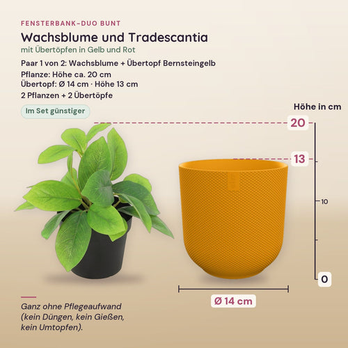 Fensterbank-Duo Bunt: Wachsblume (Hoya) und Tradescantia mit Übertöpfen in Gelb und Rot – Maße, Paar 1 von 2
