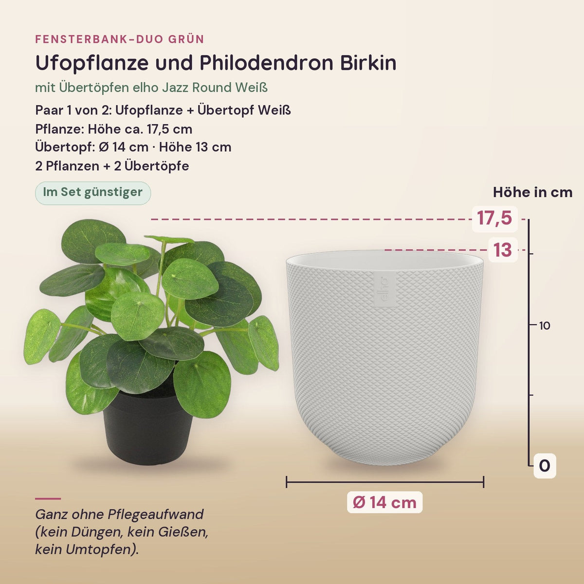 Fensterbank-Duo Grün: Ufopflanze (Pilea) und Philodendron Birkin mit Übertöpfen elho Jazz Round Weiß – Maße, Paar 1 von 2
