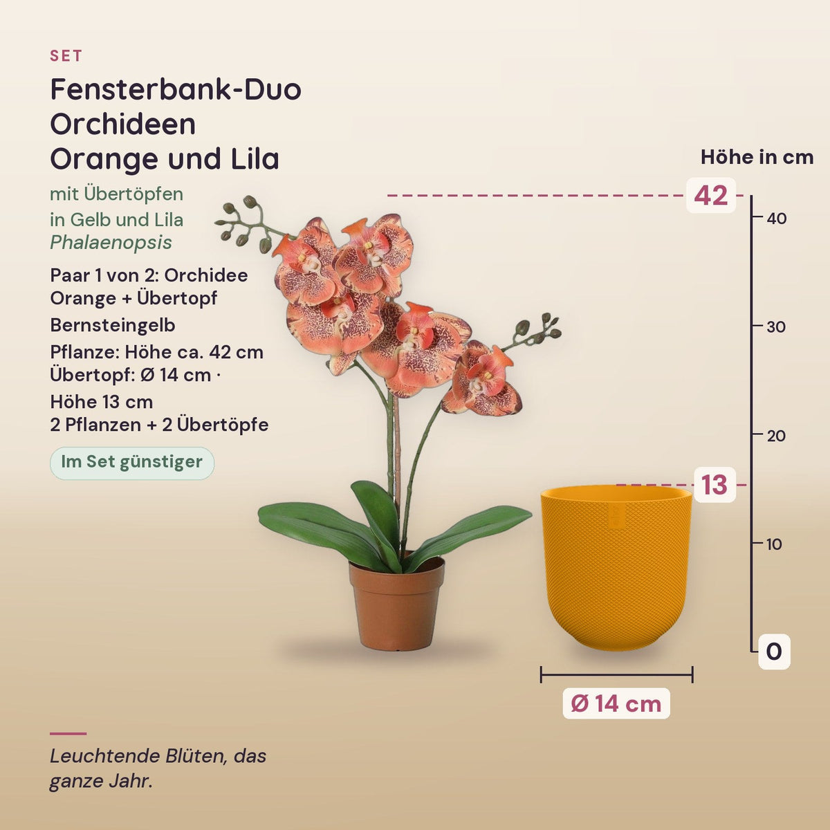 Fensterbank-Duo Orchideen Orange und Lila (Phalaenopsis) mit Übertöpfen in Gelb und Lila – Maße, Paar 1 von 2