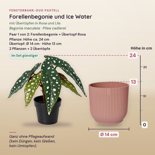 Fensterbank-Duo Pastell: Forellenbegonie (Begonia maculata) und Ice Water (Pilea cadierei) mit Übertöpfen in Rosa und Lila – Maße, Paar 1 von 2