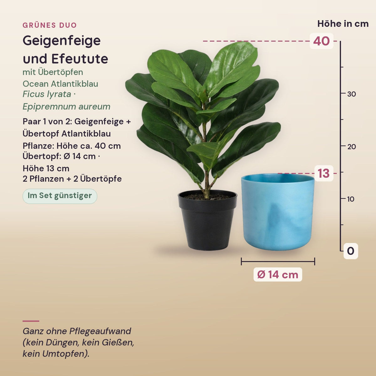 Grünes Duo: Geigenfeige (Ficus lyrata) und Efeutute (Epipremnum aureum) mit Übertöpfen Ocean Atlantikblau – Maße, Paar 1 von 2