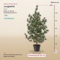 Künstliche Jungkiefer (Pinus) – Maße, ca. 120 cm