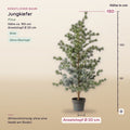 Künstliche Jungkiefer (Pinus) – Maße, ca. 150 cm
