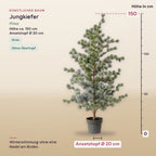 Künstliche Jungkiefer (Pinus) – Maße, ca. 150 cm