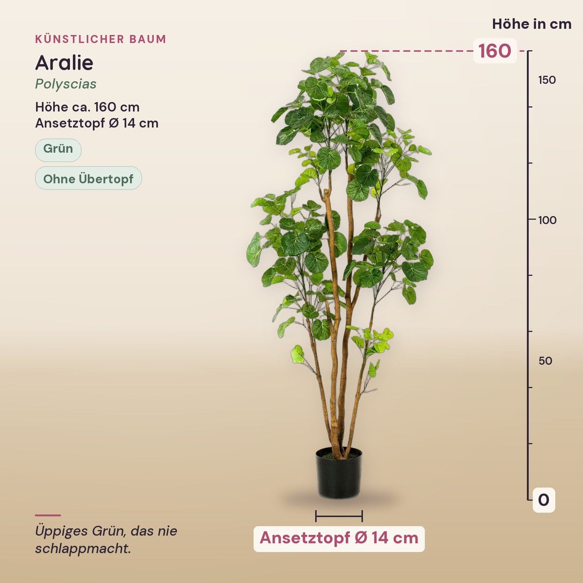 Künstliche Aralie (Polyscias) – Maße, ca. 160 cm