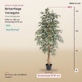 Künstliche Birkenfeige Variegata (Ficus benjamina) – Maße, ca. 160 cm