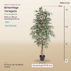 Künstliche Birkenfeige Variegata (Ficus benjamina) – Maße, ca. 160 cm