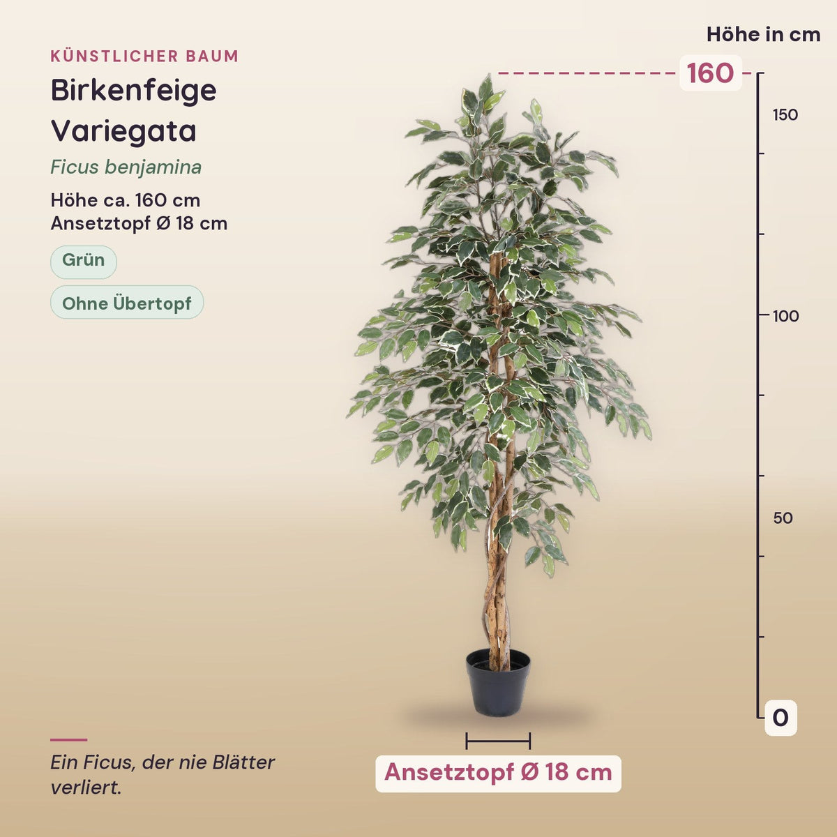 Künstliche Birkenfeige Variegata (Ficus benjamina) – Maße, ca. 160 cm