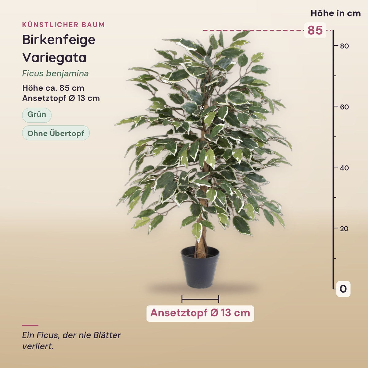 Künstliche Birkenfeige Variegata (Ficus benjamina) – Maße, ca. 85 cm