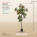 Künstliche Magnolie (Magnolia grandiflora) – Maße, ca. 180 cm