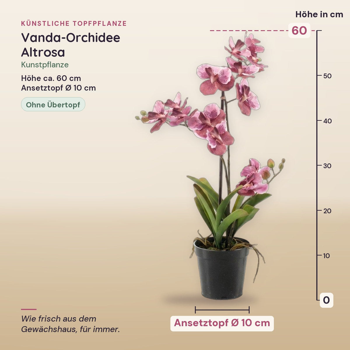 Künstliche Vanda-Orchidee, Altrosa, ca. 60 cm – Maße
