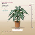 Künstliche Alocasia Polly (Alocasia 'Polly') – Maße, ca. 49 cm