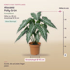 Künstliche Alocasia Polly (Alocasia 'Polly') – Maße, ca. 49 cm