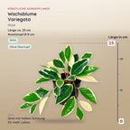 Künstliche Wachsblume Variegata (Hoya) – Maße, ca. 25 cm