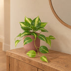 Künstliche Efeutute Variegata (Epipremnum aureum) – Raumbild, ca. 23 cm, im Übertopf elho Vibes Fold Round Rosa, Übertopf nicht enthalten