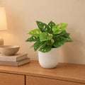 Künstliche Monstera Monkey Leaf (Monstera adansonii) – Raumbild, ca. 22 cm, im Übertopf elho Jazz Round Weiß, Übertopf nicht enthalten