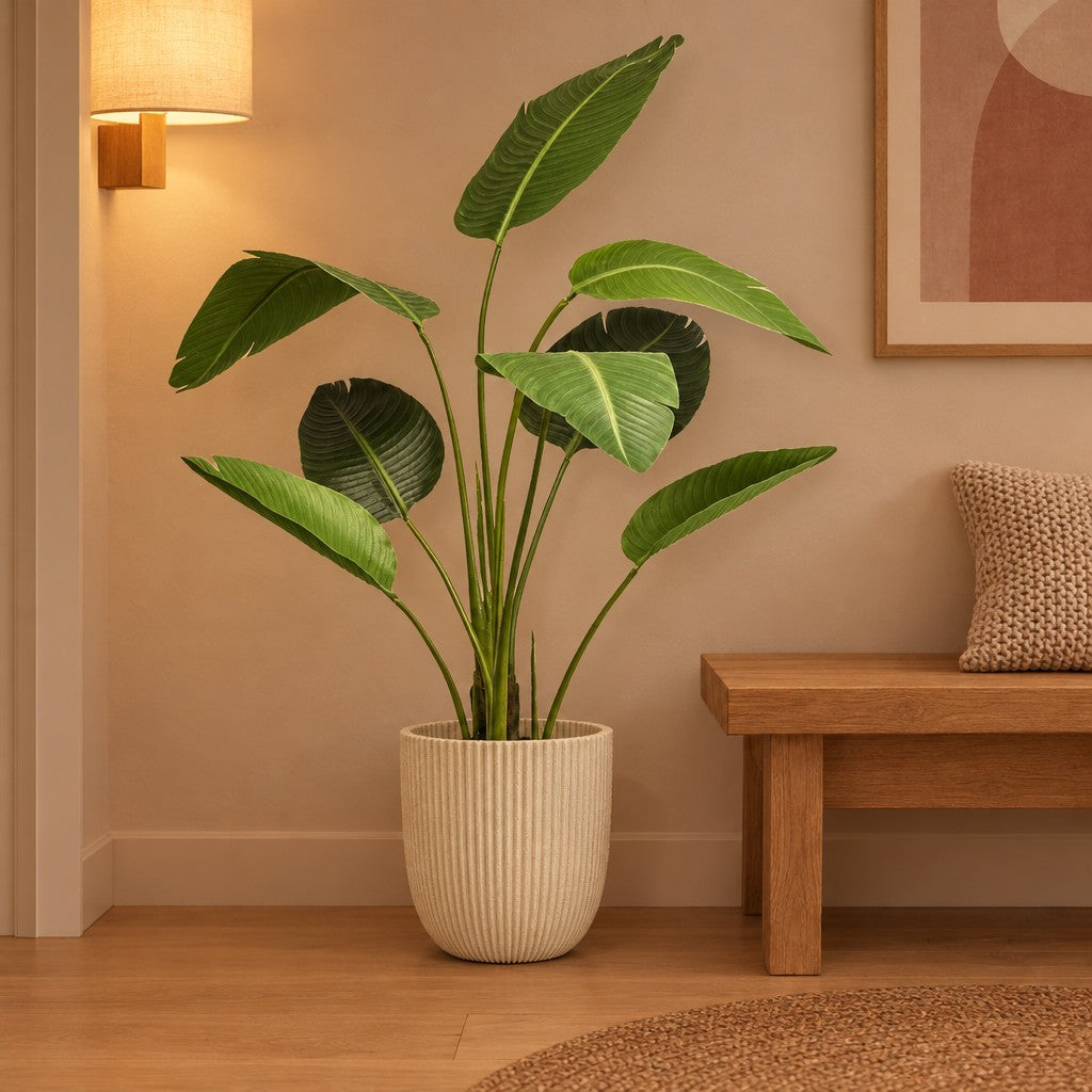 Künstliche Paradiesvogelblume (Strelitzia) – Raumbild, ca. 120 cm, im Übertopf Capi Nature Groove, Beige, Übertopf nicht enthalten
