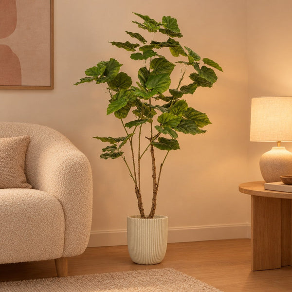 Künstliche Afrikanische Feige (Ficus umbellata)