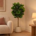 Künstlicher Geigenfeigenbaum (Ficus lyrata) – Raumbild, ca. 160 cm, im Übertopf Jumbo Patt, Ø 23 cm, Beige verwaschen, Übertopf nicht enthalten