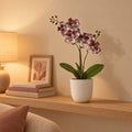 Künstliche Phalaenopsis-Orchidee Lila, ca. 41 cm – Raumbild im Übertopf elho Jazz Round Weiß, Übertopf nicht enthalten