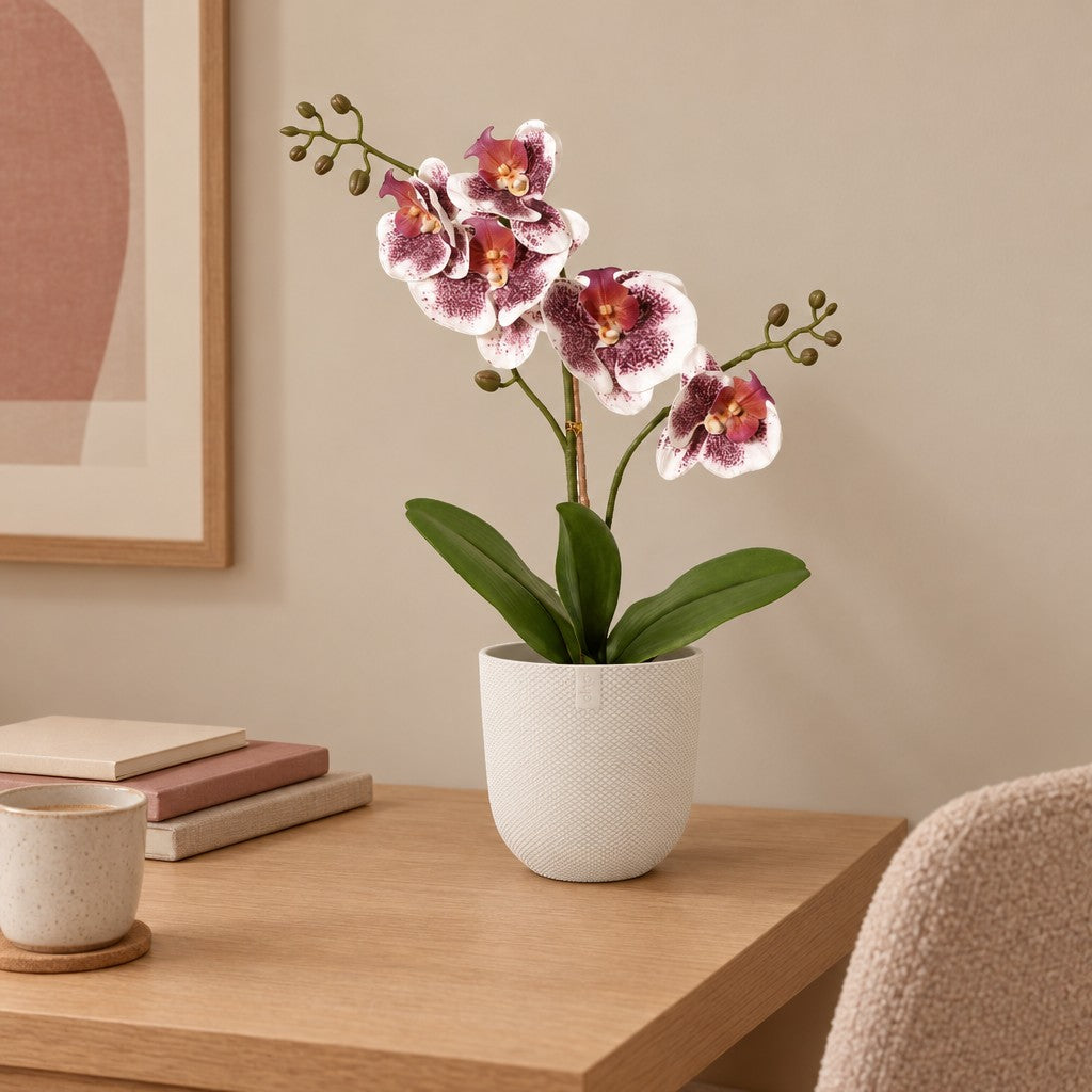 Künstliche Phalaenopsis-Orchidee Violett-Weiß, ca. 43 cm – Raumbild im Übertopf elho Jazz Round Weiß, Übertopf nicht enthalten