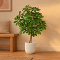 Künstliche Schefflera, ca. 120 cm – Raumbild im Übertopf elho Jazz Round Weiß, Übertopf nicht enthalten