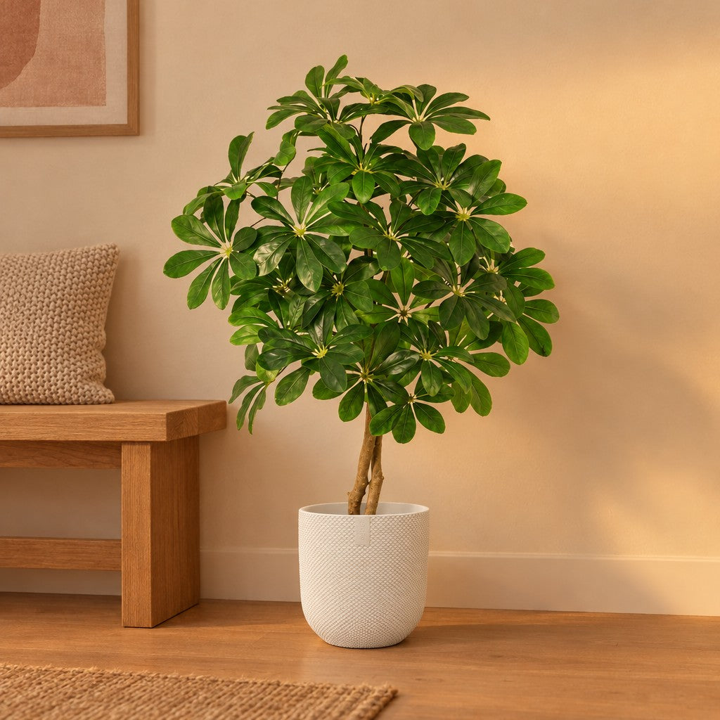 Künstliche Schefflera, ca. 120 cm – Raumbild im Übertopf elho Jazz Round Weiß, Übertopf nicht enthalten