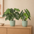 Dschungel-Duo: Monstera (Monstera deliciosa) und Alocasia Polly mit Übertöpfen Vibes Fold Grün – Raumbild