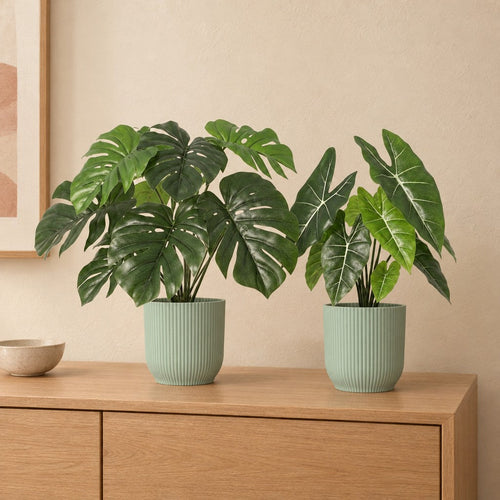 Dschungel-Duo: Monstera (Monstera deliciosa) und Alocasia Polly mit Übertöpfen Vibes Fold Grün – Raumbild