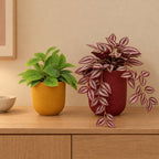 Fensterbank-Duo Bunt: Wachsblume (Hoya) und Tradescantia mit Übertöpfen in Gelb und Rot – Raumbild