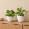 Fensterbank-Duo Grün: Ufopflanze (Pilea) und Philodendron Birkin mit Übertöpfen elho Jazz Round Weiß – Raumbild