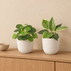 Fensterbank-Duo Grün: Ufopflanze (Pilea) und Philodendron Birkin mit Übertöpfen elho Jazz Round Weiß – Raumbild