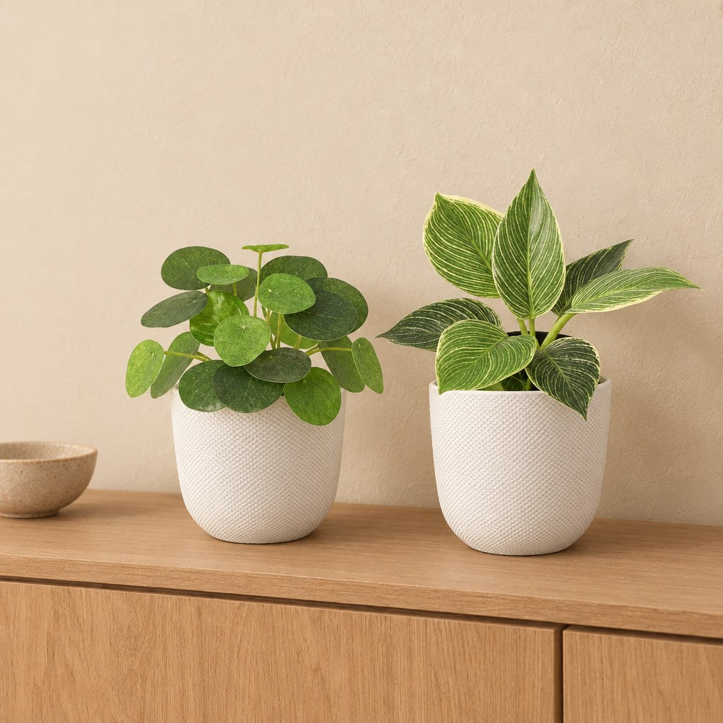 Fensterbank-Duo Grün: Ufopflanze (Pilea) und Philodendron Birkin mit Übertöpfen elho Jazz Round Weiß – Raumbild