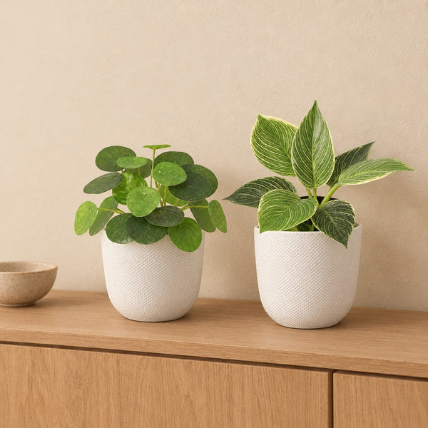 Fensterbank-Duo Grün: Ufopflanze (Pilea) und Philodendron Birkin mit Übertöpfen elho Jazz Round Weiß – Raumbild