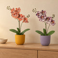 Fensterbank-Duo Orchideen Orange und Lila (Phalaenopsis) mit Übertöpfen in Gelb und Lila – Raumbild