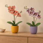 Fensterbank-Duo Orchideen Orange und Lila (Phalaenopsis) mit Übertöpfen in Gelb und Lila – Raumbild
