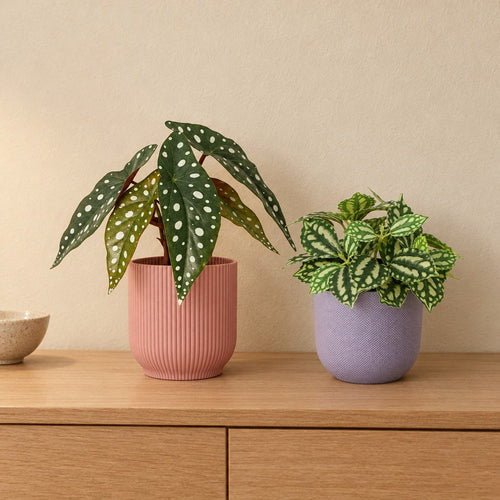 Fensterbank-Duo Pastell: Forellenbegonie (Begonia maculata) und Ice Water (Pilea cadierei) mit Übertöpfen in Rosa und Lila – Raumbild