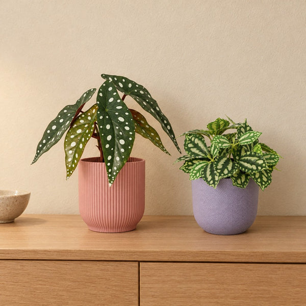 Fensterbank-Duo Pastell: Forellenbegonie (Begonia maculata) und Ice Water (Pilea cadierei) mit Übertöpfen in Rosa und Lila – Raumbild