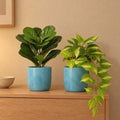 Grünes Duo: Geigenfeige (Ficus lyrata) und Efeutute (Epipremnum aureum) mit Übertöpfen Ocean Atlantikblau – Raumbild