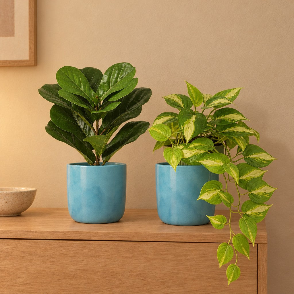 Grünes Duo: Geigenfeige (Ficus lyrata) und Efeutute (Epipremnum aureum) mit Übertöpfen Ocean Atlantikblau – Raumbild