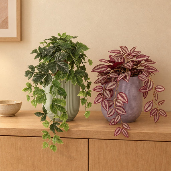 Hängepflanzen-Duo: Efeu (Hedera helix) und Tradescantia mit Übertöpfen in Grün und Lila – Raumbild