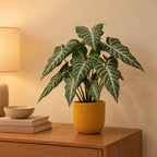 Künstliche Alocasia Polly (Alocasia 'Polly') mit Übertopf elho Jazz Round Bernsteingelb – Raumbild