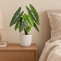 Künstliche Alocasia Polly (Alocasia 'Polly') mit Übertopf elho Jazz Round Weiß – Raumbild