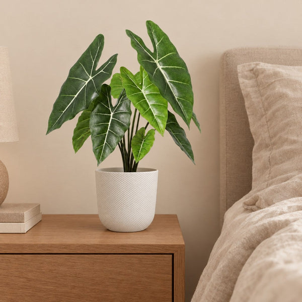 Künstliche Alocasia Polly (Alocasia 'Polly') mit Übertopf elho Jazz Round Weiß