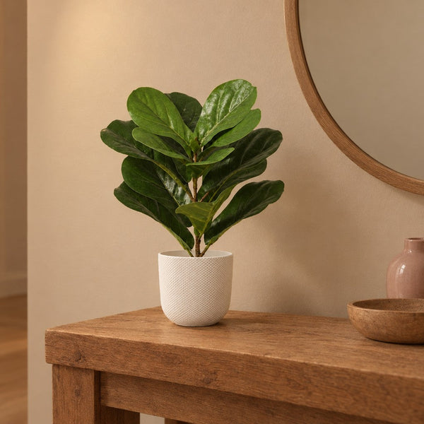 Künstliche Geigenfeige (Ficus lyrata) mit Übertopf elho Jazz Round Weiß