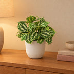 Künstliche Mini-Pflanze »Ice Water« (Pilea cadierei) mit Übertopf elho Jazz Round Weiß – Raumbild